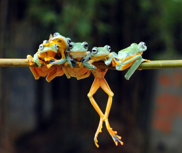 a group of frogs hanging out on a branch